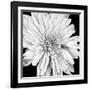 Black and White Love II-Donnie Quillen-Framed Art Print