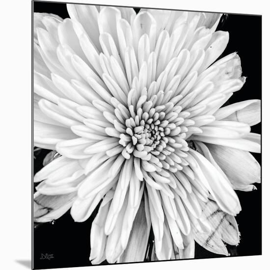 Black and White Love II-Donnie Quillen-Mounted Art Print