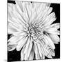 Black and White Love II-Donnie Quillen-Mounted Art Print