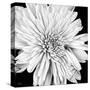 Black and White Love II-Donnie Quillen-Stretched Canvas