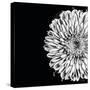 Black and White Love II-Donnie Quillen-Stretched Canvas