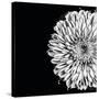 Black and White Love II-Donnie Quillen-Stretched Canvas