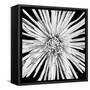 Black and White Love-Donnie Quillen-Framed Stretched Canvas