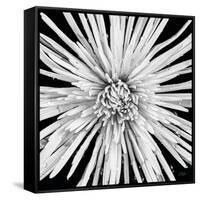 Black and White Love-Donnie Quillen-Framed Stretched Canvas