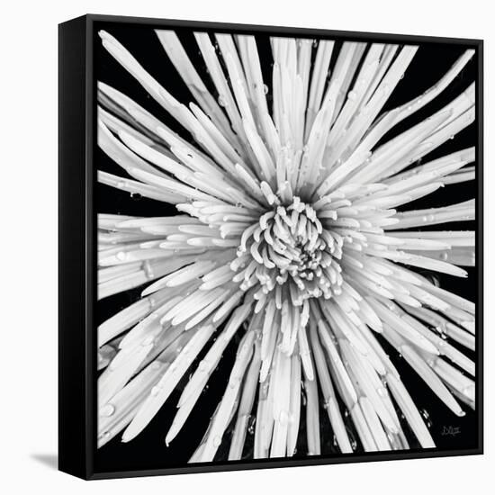 Black and White Love-Donnie Quillen-Framed Stretched Canvas