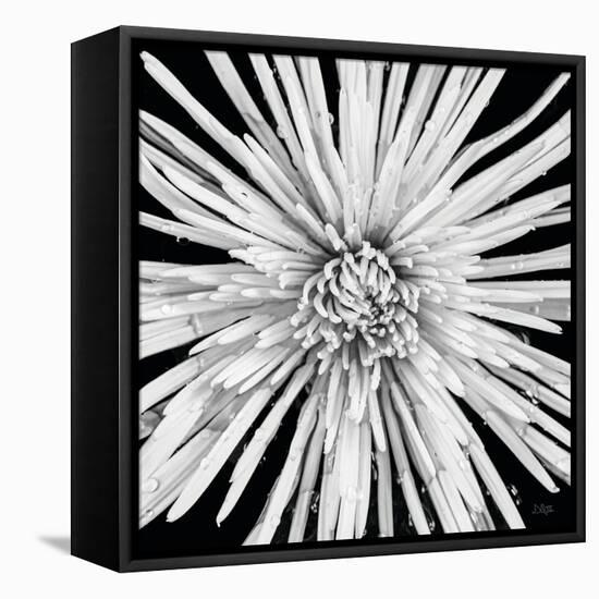 Black and White Love-Donnie Quillen-Framed Stretched Canvas