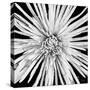 Black and White Love-Donnie Quillen-Stretched Canvas