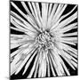Black and White Love-Donnie Quillen-Mounted Art Print