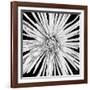 Black and White Love-Donnie Quillen-Framed Art Print