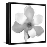 Black and White Magnolia Flower-Anna Miller-Framed Stretched Canvas