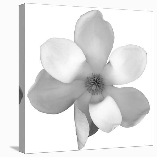 Black and White Magnolia Flower-Anna Miller-Stretched Canvas