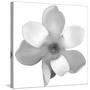 Black and White Magnolia Flower-Anna Miller-Stretched Canvas