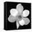 Black and White Magnolia Flower-Anna Miller-Framed Stretched Canvas