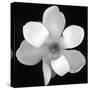 Black and White Magnolia Flower-Anna Miller-Stretched Canvas