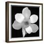 Black and White Magnolia Flower-Anna Miller-Framed Photographic Print