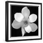 Black and White Magnolia Flower-Anna Miller-Framed Photographic Print