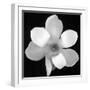 Black and White Magnolia Flower-Anna Miller-Framed Photographic Print