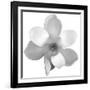 Black and White Magnolia Flower-Anna Miller-Framed Photographic Print