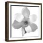 Black and White Magnolia Flower-Anna Miller-Framed Photographic Print