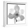 Black and White Magnolia Flower-Anna Miller-Framed Photographic Print