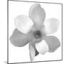 Black and White Magnolia Flower-Anna Miller-Mounted Photographic Print