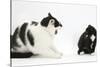 Black-And-White Male Cat, Pablo, Hissing at Black-And-White Tuxedo Kitten, Tuxie, 8 Weeks Old-Mark Taylor-Stretched Canvas