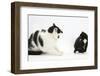 Black-And-White Male Cat, Pablo, Hissing at Black-And-White Tuxedo Kitten, Tuxie, 8 Weeks Old-Mark Taylor-Framed Photographic Print