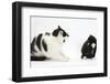 Black-And-White Male Cat, Pablo, Hissing at Black-And-White Tuxedo Kitten, Tuxie, 8 Weeks Old-Mark Taylor-Framed Photographic Print