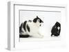 Black-And-White Male Cat, Pablo, Hissing at Black-And-White Tuxedo Kitten, Tuxie, 8 Weeks Old-Mark Taylor-Framed Photographic Print