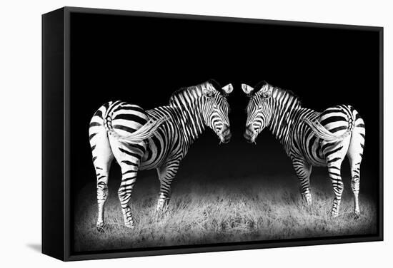 Black and White Mirrored Zebras-Sheila Haddad-Framed Stretched Canvas