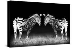 Black and White Mirrored Zebras-Sheila Haddad-Stretched Canvas