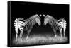 Black and White Mirrored Zebras-Sheila Haddad-Framed Stretched Canvas