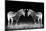 Black and White Mirrored Zebras-Sheila Haddad-Mounted Photographic Print