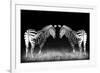 Black and White Mirrored Zebras-Sheila Haddad-Framed Photographic Print