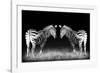 Black and White Mirrored Zebras-Sheila Haddad-Framed Photographic Print