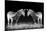 Black and White Mirrored Zebras-Sheila Haddad-Mounted Photographic Print