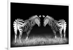 Black and White Mirrored Zebras-Sheila Haddad-Framed Photographic Print