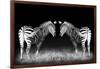 Black and White Mirrored Zebras-Sheila Haddad-Framed Photographic Print