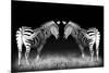 Black and White Mirrored Zebras-Sheila Haddad-Mounted Premium Photographic Print