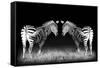 Black and White Mirrored Zebras-Sheila Haddad-Framed Stretched Canvas