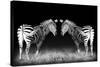 Black and White Mirrored Zebras-Sheila Haddad-Stretched Canvas