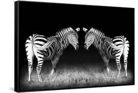 Black and White Mirrored Zebras-Sheila Haddad-Framed Stretched Canvas