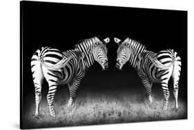 Black and White Mirrored Zebras-Sheila Haddad-Stretched Canvas