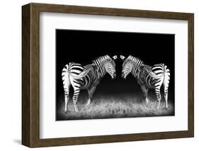 Black and White Mirrored Zebras-Sheila Haddad-Framed Photographic Print