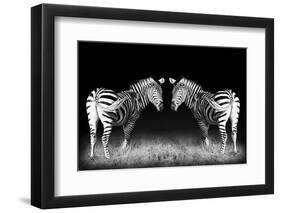 Black and White Mirrored Zebras-Sheila Haddad-Framed Photographic Print