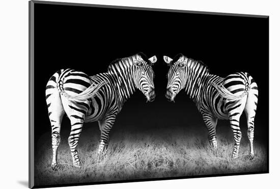 Black and White Mirrored Zebras-Sheila Haddad-Mounted Photographic Print