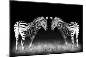 Black and White Mirrored Zebras-Sheila Haddad-Mounted Photographic Print