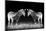 Black and White Mirrored Zebras-Sheila Haddad-Mounted Photographic Print