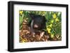 Black and White, Mixed-Breed Piglet in Oak Leaves and Daffodils, Freeport, Illinois, USA-Lynn M^ Stone-Framed Photographic Print