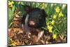 Black and White, Mixed-Breed Piglet in Oak Leaves and Daffodils, Freeport, Illinois, USA-Lynn M^ Stone-Mounted Photographic Print